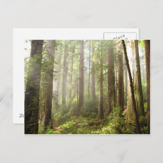 Redwoods Postkarte (Vorne/Hinten)