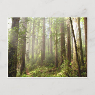 Redwoods Postkarte