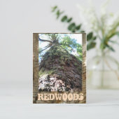 Redwoods Riant Postkarte (Stehend Vorderseite)