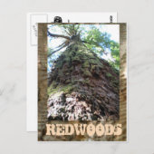 Redwoods Riant Postkarte (Vorne/Hinten)