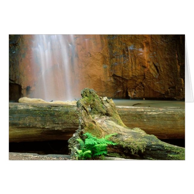 Redwoods Staat Park, CA (Vorderseite (Horizontal))