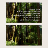 Redwoods und Ferns im Redwood-Nationalpark (Vorne & Hinten)