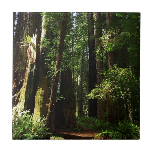 Redwoods und Ferns im Redwood-Nationalpark Fliese (Vorderseite)