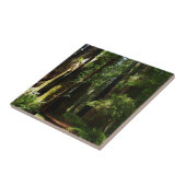 Redwoods und Ferns im Redwood-Nationalpark Fliese (Seite)