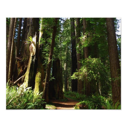 Redwoods und Ferns im Redwood-Nationalpark Fotodruck (Vorne)