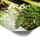 Redwoods und Ferns im Redwood-Nationalpark Fotodruck (Ecke)
