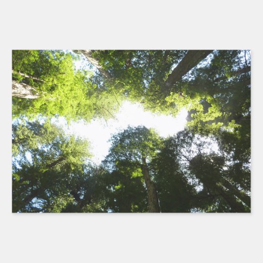 Redwoods und Ferns im Redwood-Nationalpark Geschenkpapier Set (Vorderseite 2)