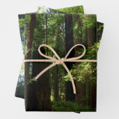 Redwoods und Ferns im Redwood-Nationalpark Geschenkpapier Set (Beispiel)