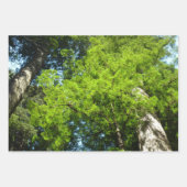 Redwoods und Ferns im Redwood-Nationalpark Geschenkpapier Set (Vorderseite 3)