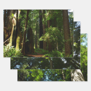 Redwoods und Ferns im Redwood-Nationalpark Geschenkpapier Set