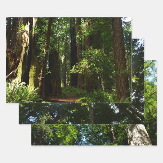 Redwoods und Ferns im Redwood-Nationalpark Geschenkpapier Set (Set)
