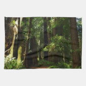 Redwoods und Ferns im Redwood-Nationalpark Geschirrtuch (Horizontal)