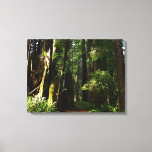 Redwoods und Ferns im Redwood-Nationalpark Leinwanddruck