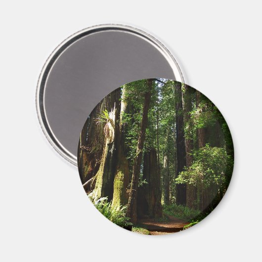 Redwoods und Ferns im Redwood-Nationalpark Magnet (Vorderseite/Rückseite)