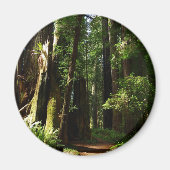 Redwoods und Ferns im Redwood-Nationalpark Magnet (Vorne)