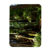Redwoods und Ferns im Redwood-Nationalpark Magnet (Vertikal)