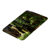 Redwoods und Ferns im Redwood-Nationalpark Magnet (Linke Seite)