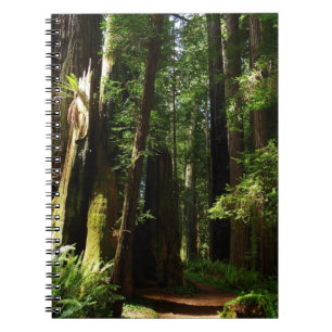 Redwoods und Ferns im Redwood-Nationalpark Notizblock