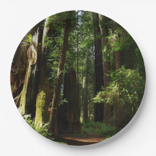 Redwoods und Ferns im Redwood-Nationalpark Pappteller
