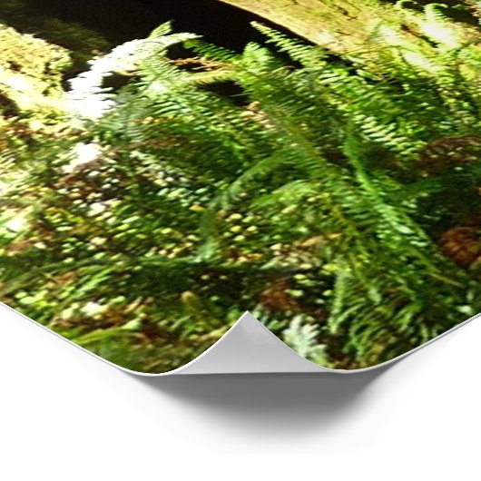 Redwoods und Ferns im Redwood-Nationalpark Poster (Ecke)