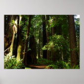 Redwoods und Ferns im Redwood-Nationalpark Poster (Vorne)