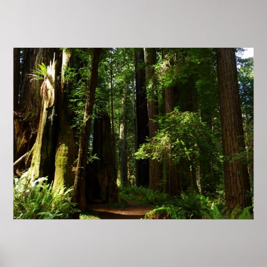 Redwoods und Ferns im Redwood-Nationalpark Poster (Vorne)