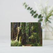 Redwoods und Ferns im Redwood-Nationalpark Postkarte (Stehend Vorderseite)