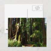 Redwoods und Ferns im Redwood-Nationalpark Postkarte (Vorne/Hinten)