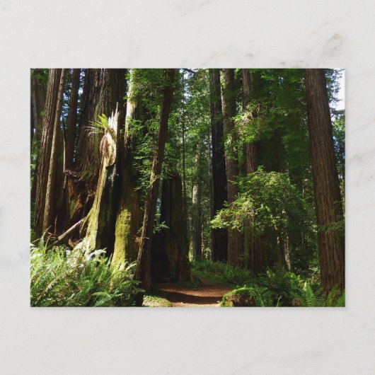 Redwoods und Ferns im Redwood-Nationalpark Postkarte (Vorderseite)