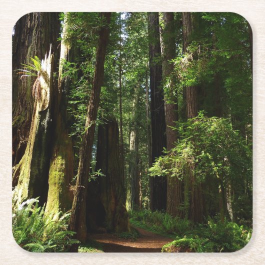 Redwoods und Ferns im Redwood-Nationalpark Rechteckiger Pappuntersetzer (Vorderseite)