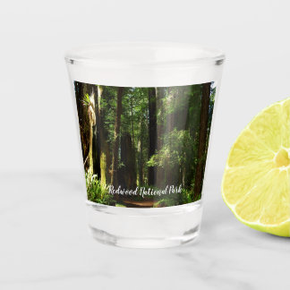 Redwoods und Ferns im Redwood-Nationalpark Schnapsglas