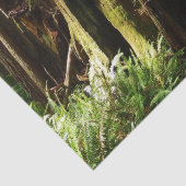 Redwoods und Ferns im Redwood-Nationalpark Seidenpapier (Detail)