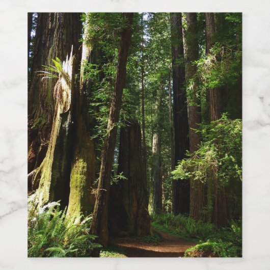 Redwoods und Ferns im Redwood-Nationalpark Weinetikett (Einzelnes Label)