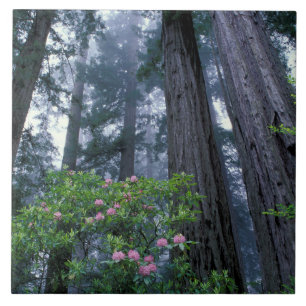 Redwoods und Rhododendren Fliese