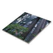 Redwoods und Rhododendren Fliese (Seite)