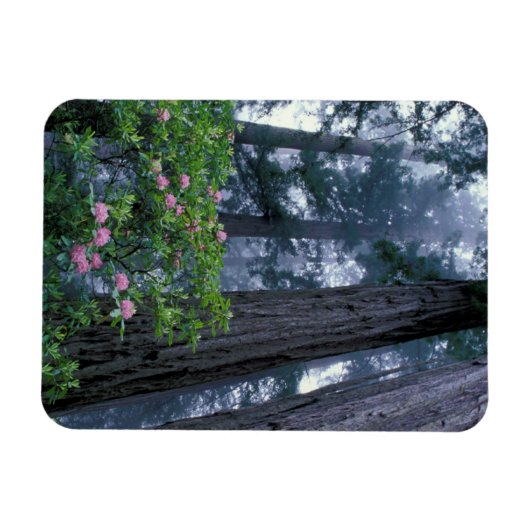 Redwoods und Rhododendren Magnet (Horizontal)