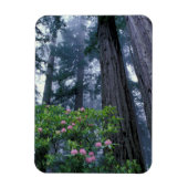 Redwoods und Rhododendren Magnet (Vertikal)