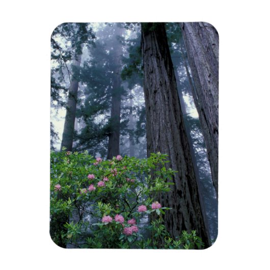 Redwoods und Rhododendren Magnet (Vertikal)