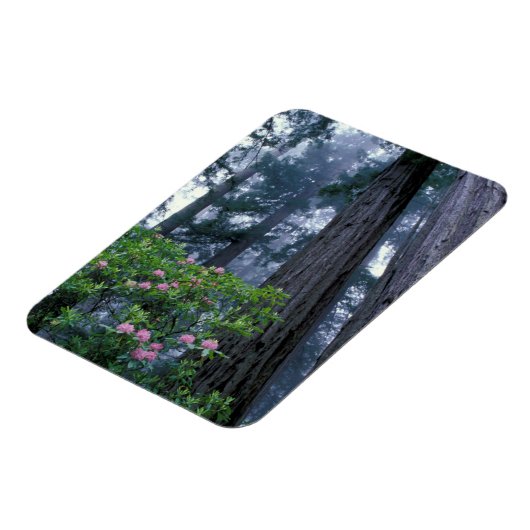 Redwoods und Rhododendren Magnet (Linke Seite)