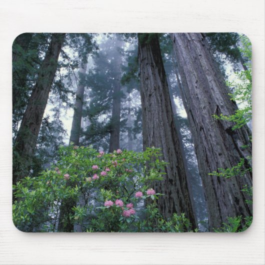 Redwoods und Rhododendren Mousepad (Vorne)