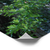 Redwoods und Rhododendren Poster (Ecke)