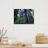 Redwoods und Rhododendren Poster (Küche)