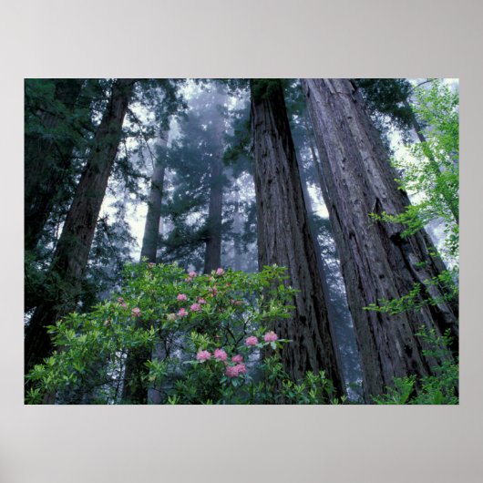 Redwoods und Rhododendren Poster (Vorne)