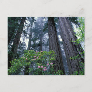 Redwoods und Rhododendren Postkarte