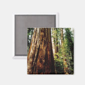 Redwoods - Yosemite Magnet (Vorderseite/Rückseite)