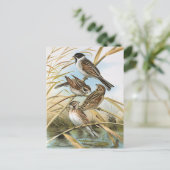 Reed Buntings Vintag Bird Illustration Postkarte (Stehend Vorderseite)