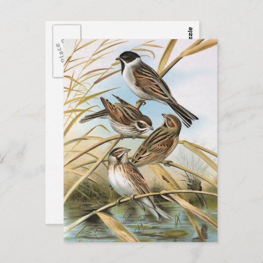 Reed Buntings Vintag Bird Illustration Postkarte (Vorne/Hinten)