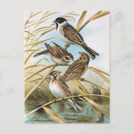 Reed Buntings Vintag Bird Illustration Postkarte