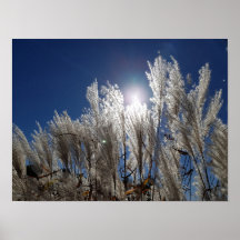 Reed flowers in full bloom