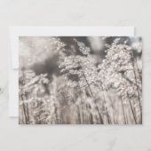 Reed Nature Foto Card (Vorderseite)